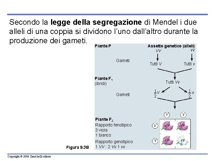 Secondo la legge della segregazione di Mendel i due alleli di una coppia si