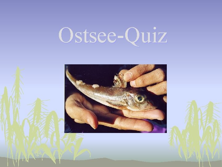 Ostsee-Quiz 