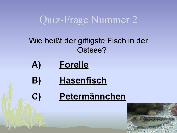 Quiz-Frage Nummer 2 Wie heißt der giftigste Fisch in der Ostsee? A) Forelle B)