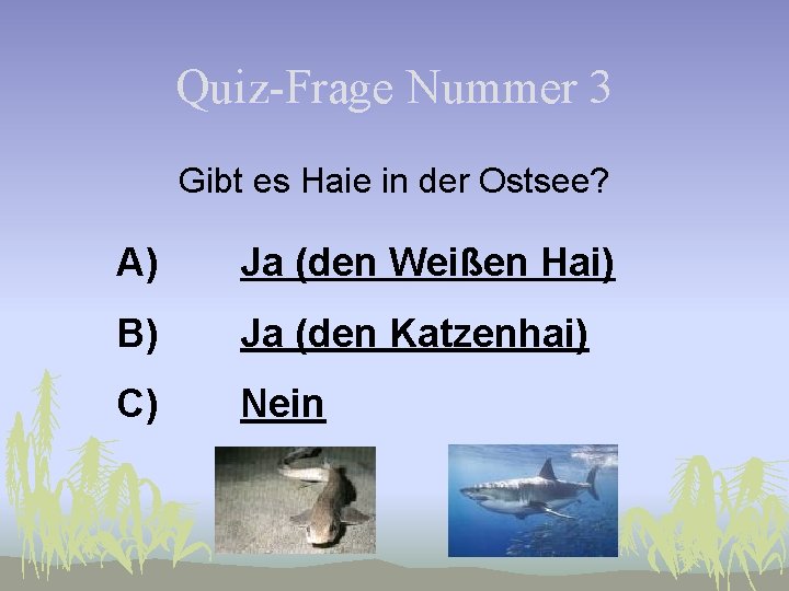 Quiz-Frage Nummer 3 Gibt es Haie in der Ostsee? A) Ja (den Weißen Hai)