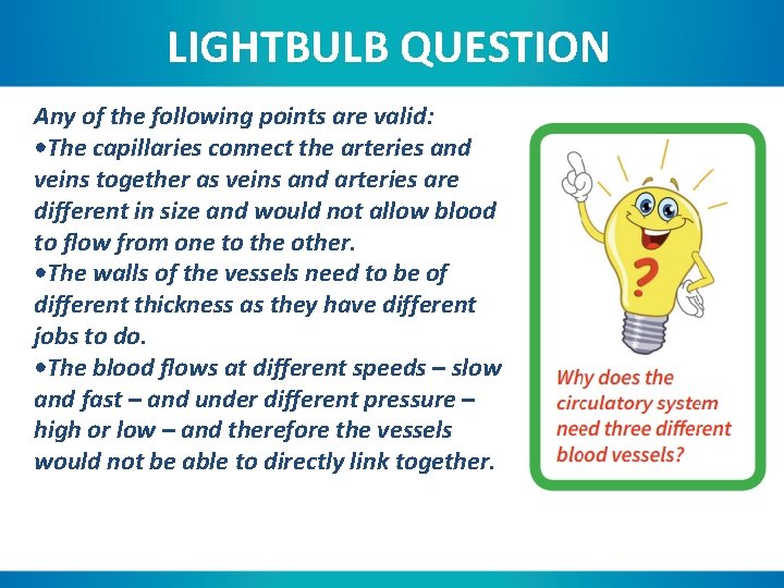 LIGHTBULB QUESTION Any of the following points are valid: • The capillaries connect the
