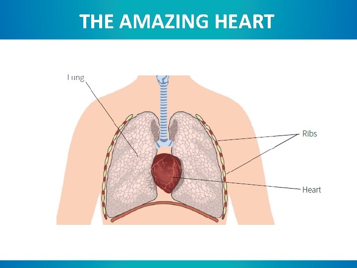 THE AMAZING HEART 