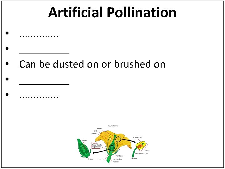 Artificial Pollination • • • . . . _____ Can be dusted on or