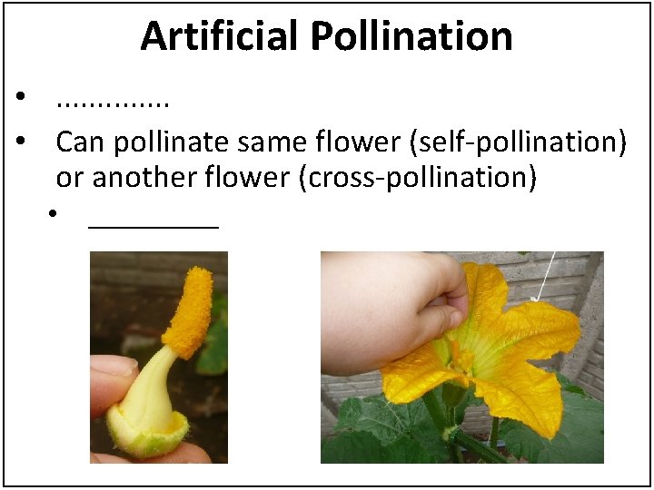 Artificial Pollination • . . . • Can pollinate same flower (self-pollination) or another