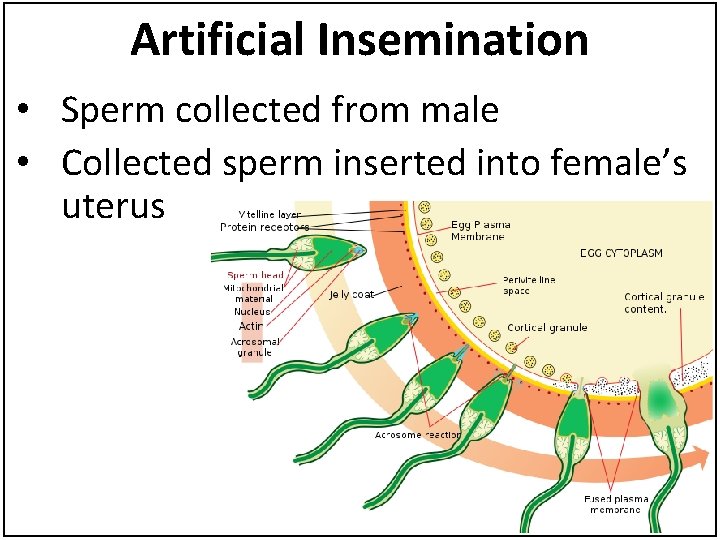 Artificial Insemination • Sperm collected from male • Collected sperm inserted into female’s uterus