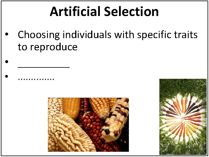 Artificial Selection • Choosing individuals with specific traits to reproduce • _____ • .