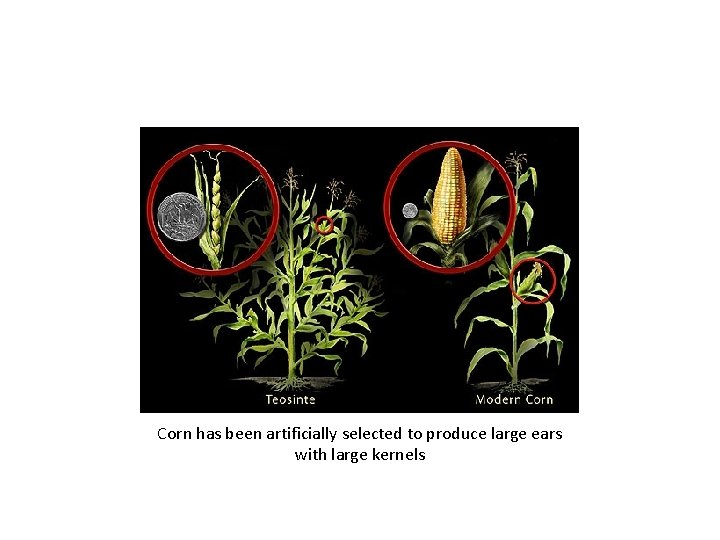 Corn has been artificially selected to produce large ears with large kernels 