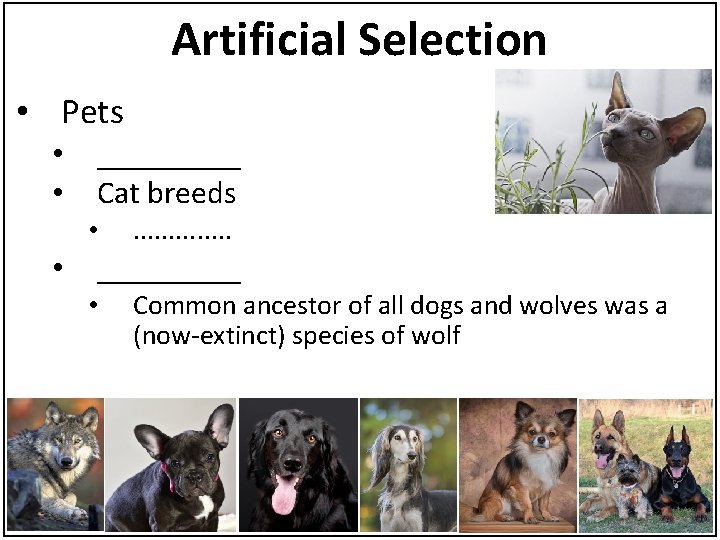 Artificial Selection • Pets • • _____ Cat breeds • • . . .