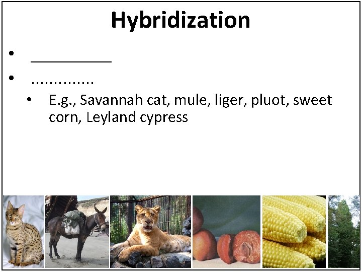 Hybridization • _____ • . . . • E. g. , Savannah cat, mule,