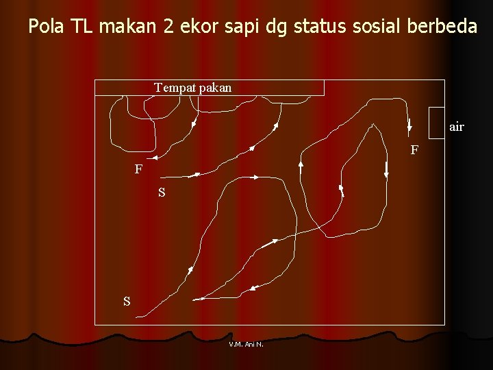 Pola TL makan 2 ekor sapi dg status sosial berbeda Tempat pakan air F
