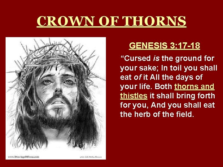 CROWN OF THORNS GENESIS 3: 17 -18 “Cursed is the ground for your sake;