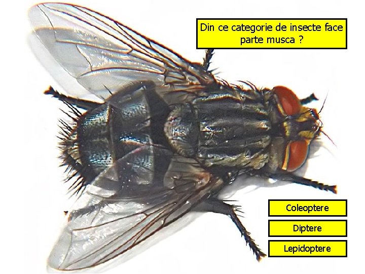 Din ce categorie de insecte face parte musca ? Coleoptere Diptere Lepidoptere 