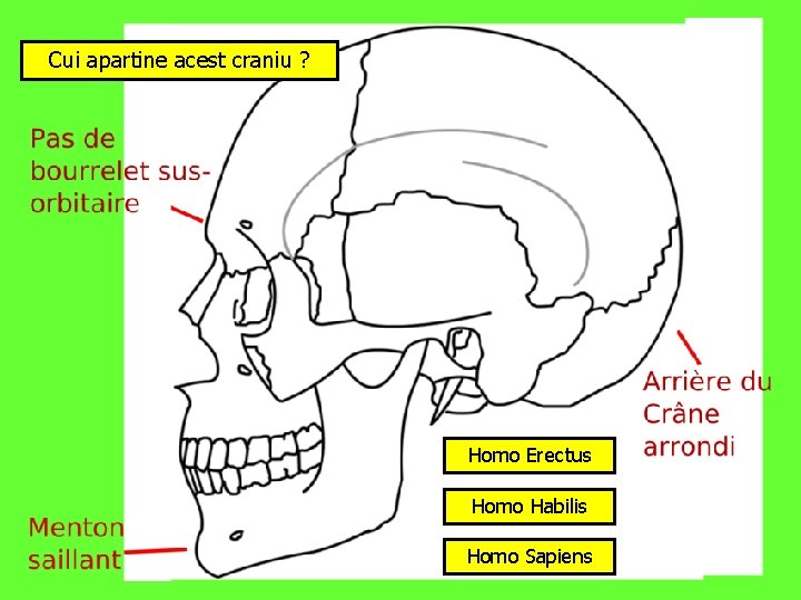 Cui apartine acest craniu ? Homo Erectus Homo Habilis Homo Sapiens 