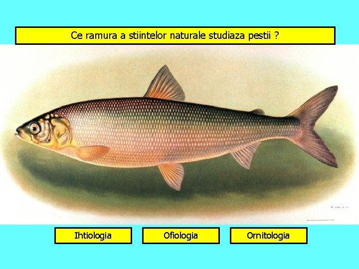 Ce ramura a stiintelor naturale studiaza pestii ? Ihtiologia Ofiologia Ornitologia 