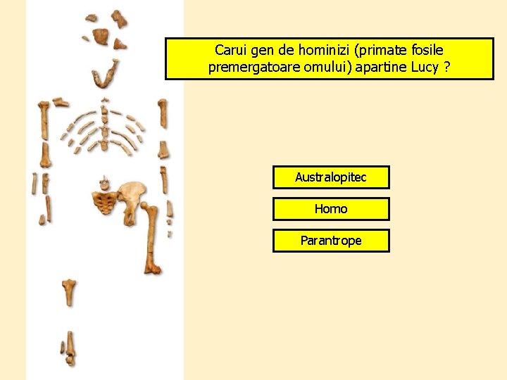 Carui gen de hominizi (primate fosile premergatoare omului) apartine Lucy ? Australopitec Homo Parantrope