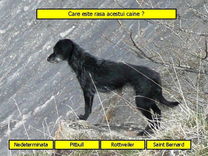 Care este rasa acestui caine ? Nedeterminata Pitbull Rottweiler Saint Bernard 