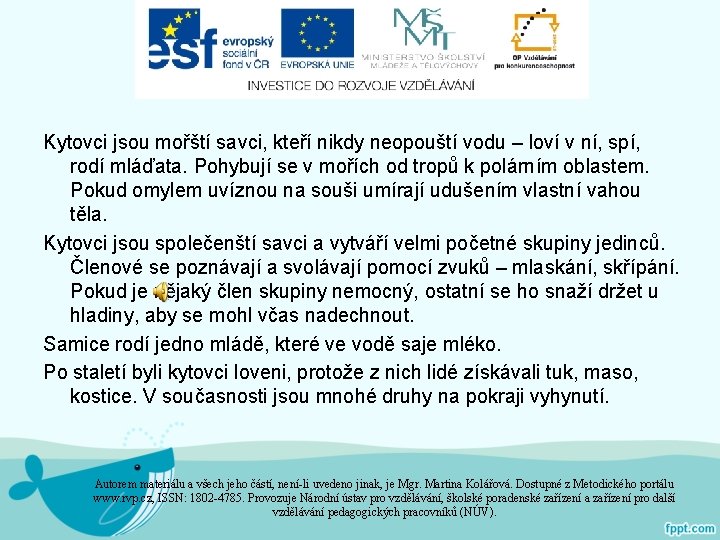 Kytovci jsou mořští savci, kteří nikdy neopouští vodu – loví v ní, spí, rodí