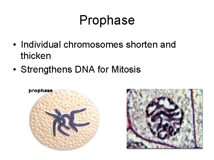 Cell Cycle and Cell Division BIG PICTURE Mitosis