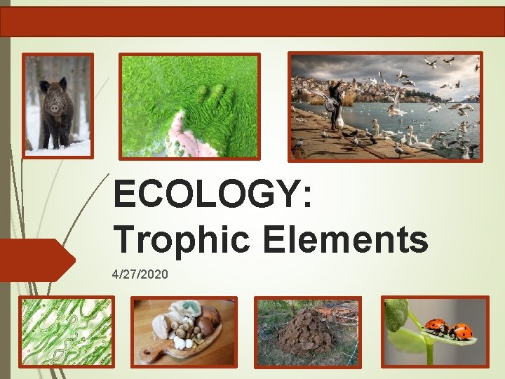ECOLOGY: Trophic Elements 4/27/2020 