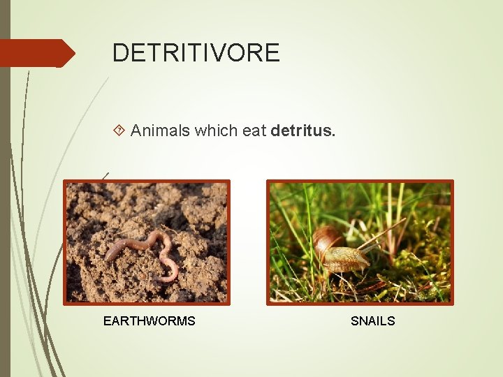 DETRITIVORE Animals which eat detritus. EARTHWORMS SNAILS 