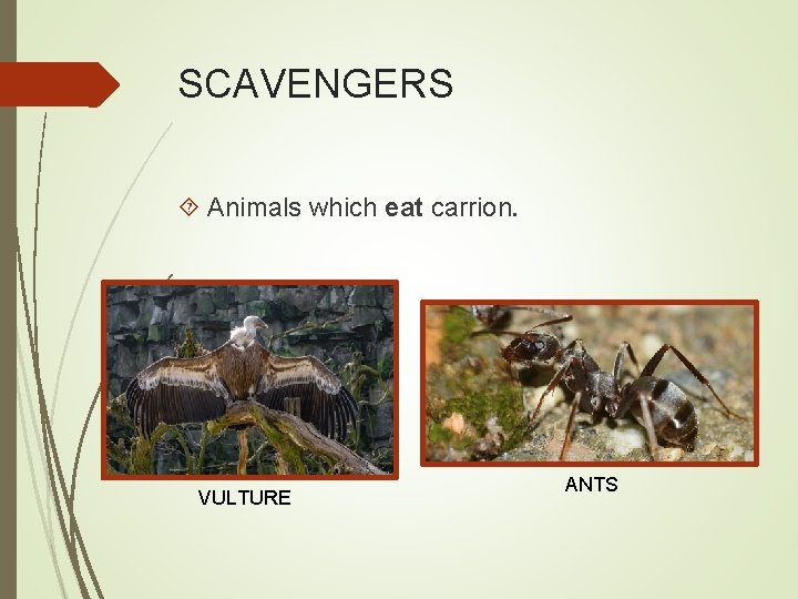 SCAVENGERS Animals which eat carrion. VULTURE ANTS 