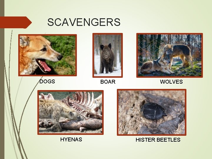 SCAVENGERS DOGS BOAR HYENAS WOLVES HISTER BEETLES 