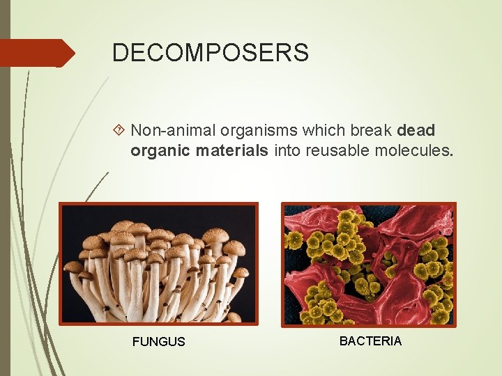 DECOMPOSERS Non-animal organisms which break dead organic materials into reusable molecules. FUNGUS BACTERIA 