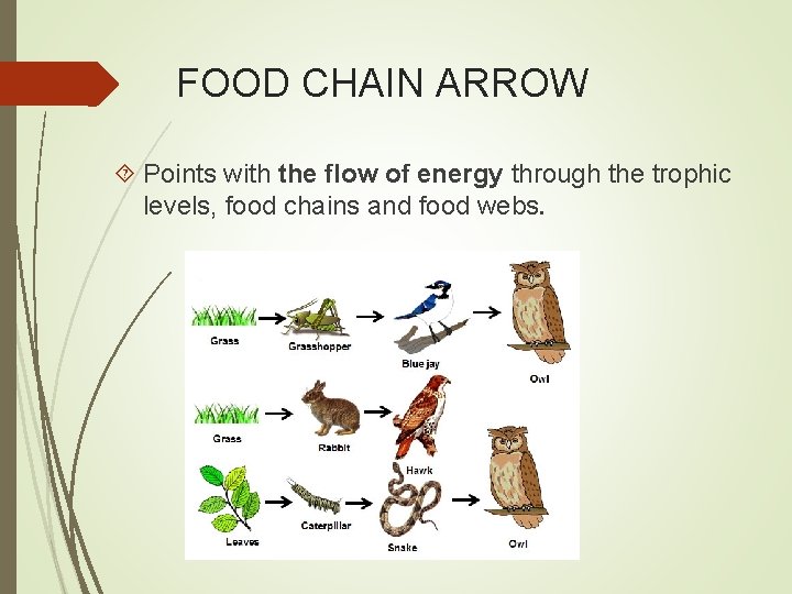 FOOD CHAIN ARROW Points with the flow of energy through the trophic levels, food