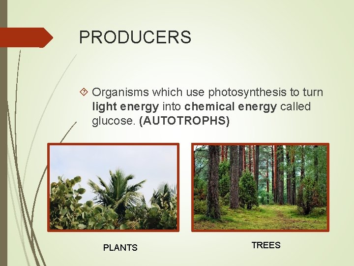 PRODUCERS Organisms which use photosynthesis to turn light energy into chemical energy called glucose.
