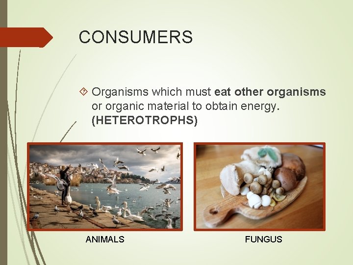CONSUMERS Organisms which must eat other organisms or organic material to obtain energy. (HETEROTROPHS)