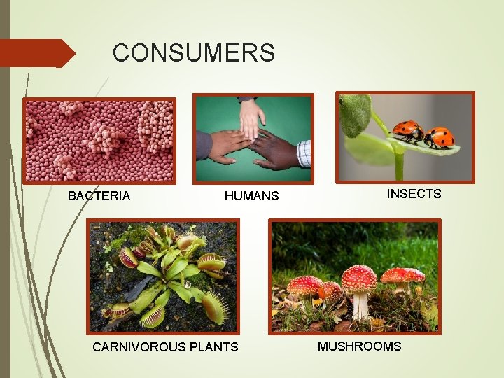 CONSUMERS BACTERIA HUMANS CARNIVOROUS PLANTS INSECTS MUSHROOMS 