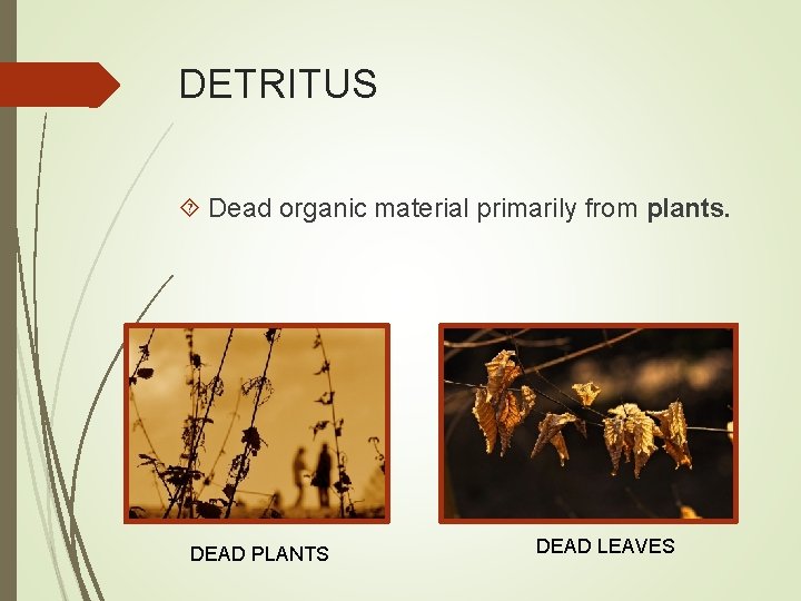 DETRITUS Dead organic material primarily from plants. DEAD PLANTS DEAD LEAVES 