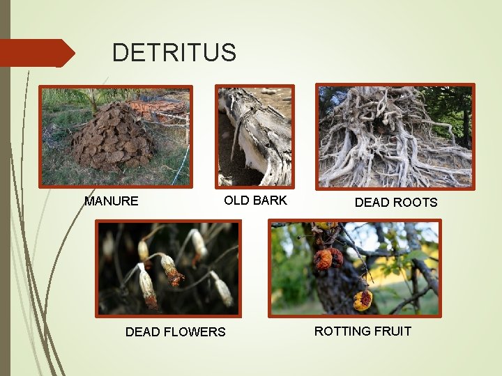 DETRITUS MANURE OLD BARK DEAD FLOWERS DEAD ROOTS ROTTING FRUIT 