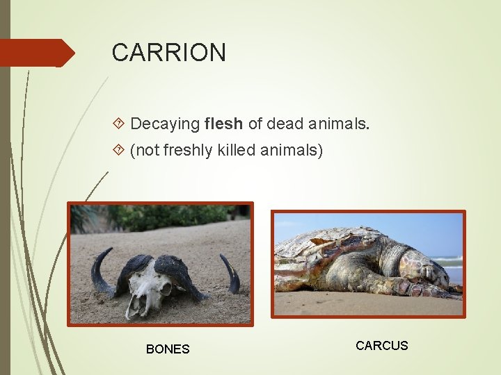 CARRION Decaying flesh of dead animals. (not freshly killed animals) BONES CARCUS 