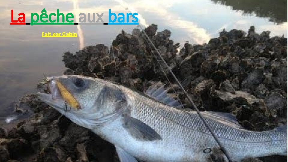 La pêche aux bars Fait par Gabin 