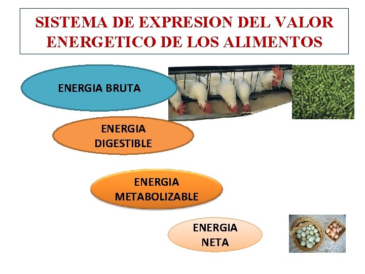 SISTEMA DE EXPRESION DEL VALOR ENERGETICO DE LOS ALIMENTOS ENERGIA BRUTA ENERGIA DIGESTIBLE ENERGIA