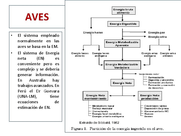 AVES • • El sistema empleado normalmente en las aves se basa en la