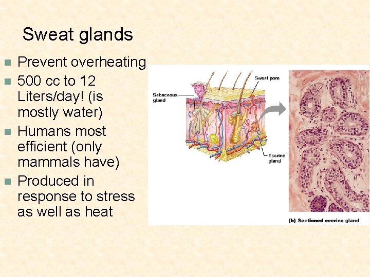 Sweat glands n n Prevent overheating 500 cc to 12 Liters/day! (is mostly water)