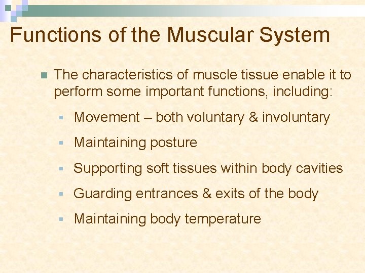 Functions of the Muscular System n The characteristics of muscle tissue enable it to