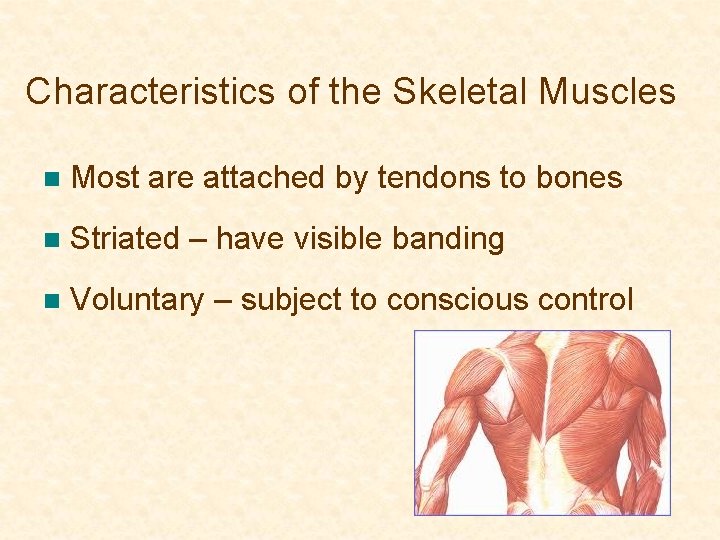 Characteristics of the Skeletal Muscles n Most are attached by tendons to bones n