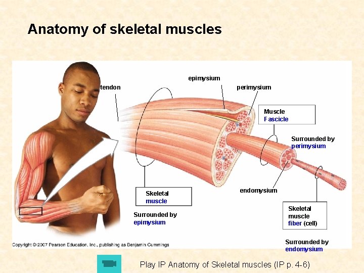 Anatomy of skeletal muscles epimysium tendon perimysium Muscle Fascicle Surrounded by perimysium Skeletal muscle