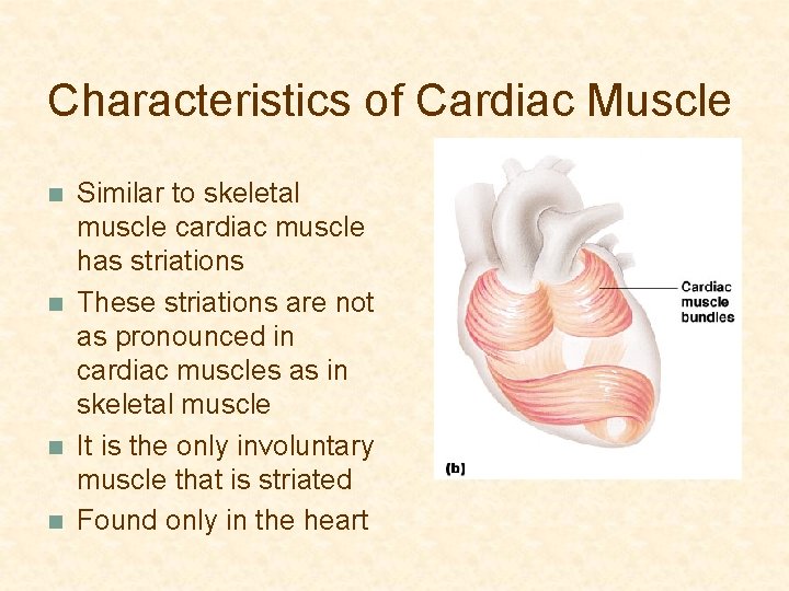 Characteristics of Cardiac Muscle n n Similar to skeletal muscle cardiac muscle has striations