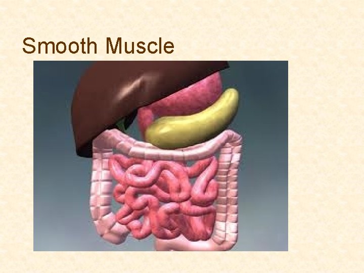 Smooth Muscle 