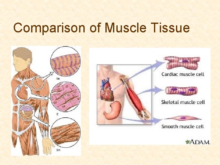 Comparison of Muscle Tissue 