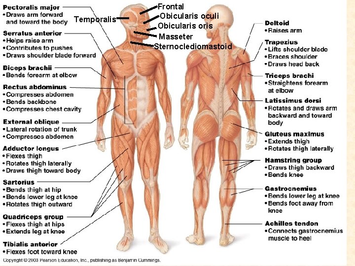 Temporalis Frontal Obicularis oculi Obicularis oris Masseter Sternoclediomastoid 