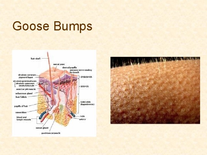 Goose Bumps 