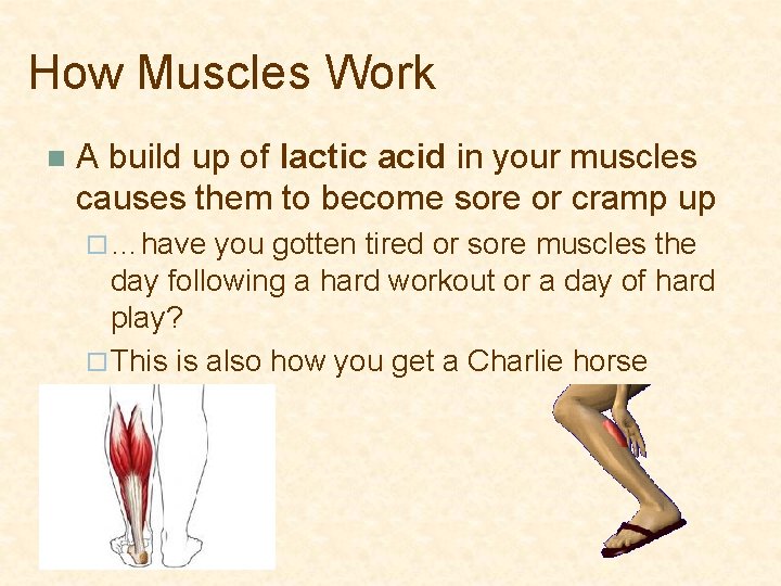 How Muscles Work n A build up of lactic acid in your muscles causes