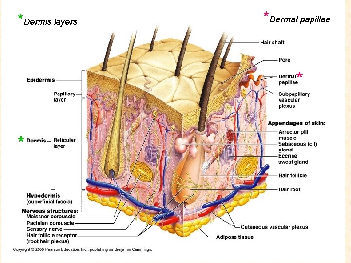 *Dermis layers *Dermal papillae * * 