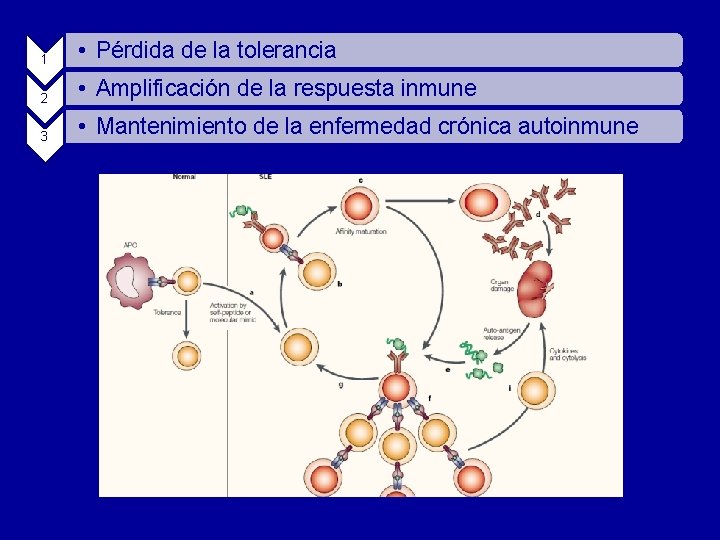 1 • Pérdida de la tolerancia 2 • Amplificación de la respuesta inmune 3