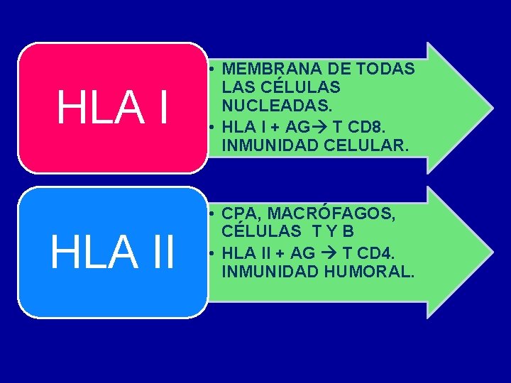 HLA II • MEMBRANA DE TODAS LAS CÉLULAS NUCLEADAS. • HLA I + AG